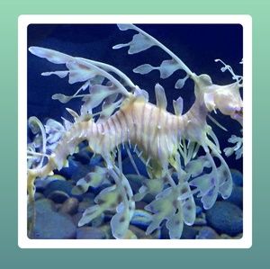 Meet your Posher, Laurie